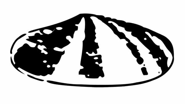 shell