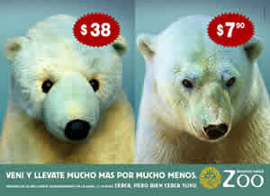 oso polar