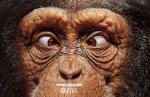 vzoo