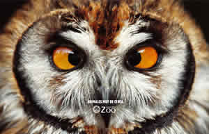 vzoo1