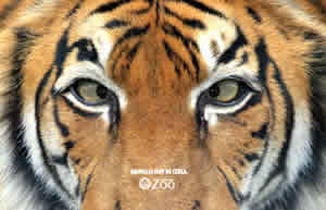 vzoo2